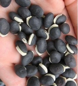 20 Purple Hyacinth Bean Vine Seeds - Organic - Non GMO - Heirloom - Glasgow's Goods