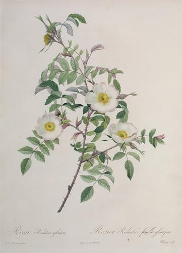 Cuadro pintura murales decor SERENDIPITP rosa lámina botánica 1