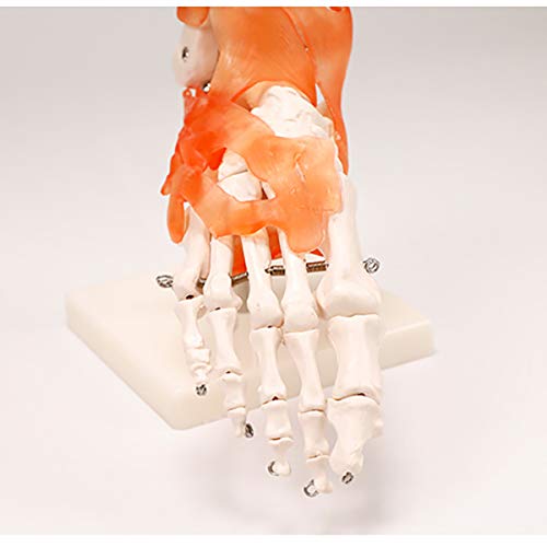Sjdopulse B Foot Skeleton Model - Lifesize Foot One Model Human Skeleton Foot Ankle One Joint Anatomy Model For Orthopedics Teaching Demonstration Model (B)