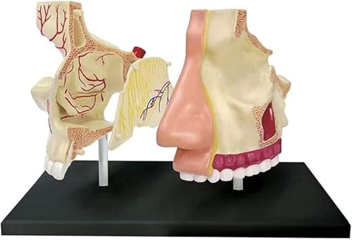 Modèle de cavité nasale 4D pour études médicales et cours de sciences
