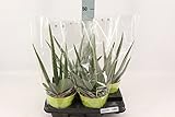 Blumen-Senf Aloe Vera 40-50 cm/olla Ø 15 cm