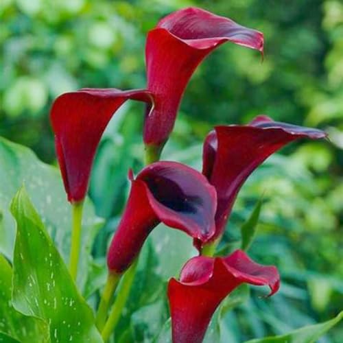 Calla Lily Bulbs-Calla Lily Plant Calla Lily Bulbs UK Calla Lily Bulbs for Planting Now UK,Plant Bulbs,Hardy Perennial,Wedding Flowers,Garden Flowers-2bulbs-c