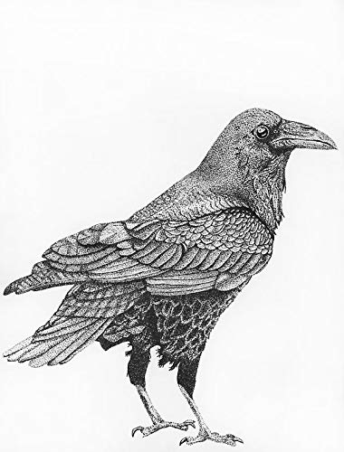 Fearless Raven Window Truck Car Vinyl Bumper Sticker Decal 5'' x 4''