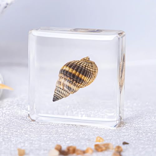 Image of Real 16pcs Sea Ocean Animals Specimen in Resin Preserved, Taxidermy Conch Sea-Urchin Crab Starfish Fish Snail Sea-Dog Seahorse, Science Classroom Specimens, Clear Acrylic Sealed (1.5x1.5x0.55-inch)