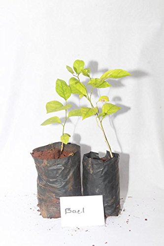 Hirve Nursery Bael Pack of 1