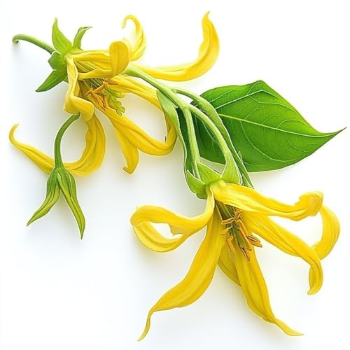5 Semi di Ylang-Ylang - SemiSelvaggio Permacultura