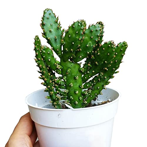 Joseph's Coat Cactus 2 Inch - Unique Collection Of Live Cactus Plants, Hand Selected, Rare Varieties For Gift Or Home Décor #TOP5