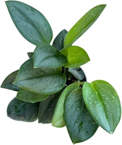 PLANTVERS Scindapsus Treubii ‘Moonlight’ in 4" Grow Pot – Rare