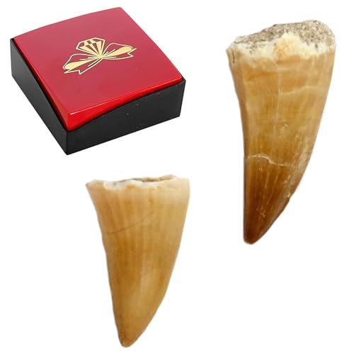 Kaltner Präsente Geschenkidee - Versteinerte Urzeit Fossilien: unbehandelte naturbelassene Fossile Hai Urzeithai Mosasaurus Zähne XL/Dinosaurierzahn/Mosasauruszahn (2er Set)