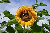 Giant Black Russian Sunflower Cut Flowers Premium Seeds for Planting Packet