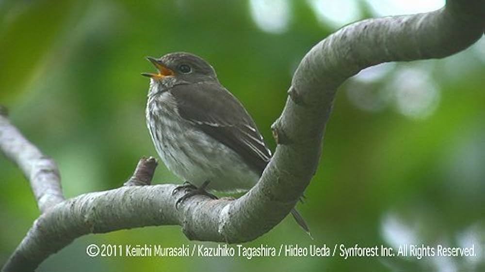 新　野鳥図鑑　Ｂｌｕ－ｒａｙ　ＢＯＸ（Ｂｌｕ－ｒａｙ　Ｄｉｓｃ） Amazon.co.jp: シンフォレストBlu-ray 日本百鳴鳥 202 HD