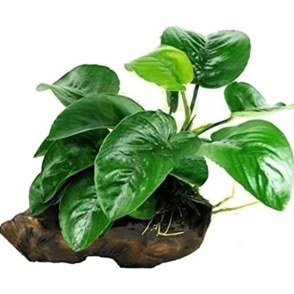 Maalavya Live Aquarium Aquatic Plant (Anubias Butterfly On Drift Wood) 3 to 5 Leaves (B09RSWTHQL) Amazon Price History, Amazon Price Tracker