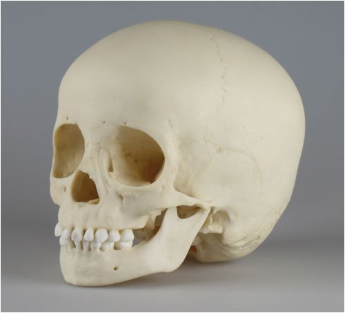 Erler-Zimmer 4776 Skull Model Child 2 1/4 Years Old