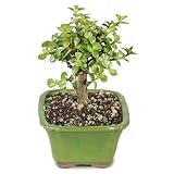 Brussel's Bonsai - Live Dwarf Jade Bonsai Tree in a Ceramic Bonsai Pot, Indoor Succulent Houseplant, 3 Years Old, 5-8 Inches Tall, Easy Care Plant for Home or Office (Small)