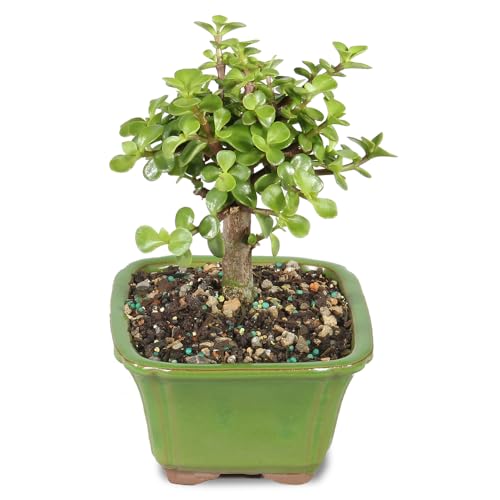 Brussel's Bonsai - Live Dwarf Jade Bonsai Tree in a Ceramic Bonsai Pot, Indoor Succulent Houseplant, 3 Years Old, 5-8 Inches Tall, Easy Care Plant for Home or Office (Small)