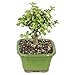 Brussel's Bonsai - Live Dwarf Jade Bonsai Tree in a Ceramic Bonsai Pot, Indoor Succulent Houseplant, 3 Years Old, 5-8 Inches Tall, Easy Care Plant for Home or Office (Small)