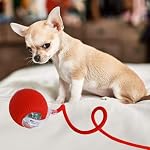 Automatic Ball for Small Dogs & Cats - Activated Moving Toy, Rechargeable, Self Play, Ball Toy with Long Tail Teaser - Image 6