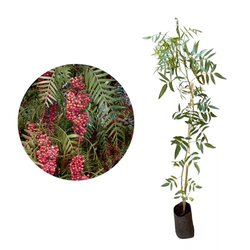 AMK Jardinagem e Paisagismo, Muda de Aroeira Salsa 20 a 40cm AMK - Plantas Online