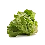 Organic Butter Lettuce