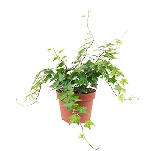 Gemeiner Efeu grün – Hedera helix – Höhe ca. 20 cm, Topf-Ø 13 cm