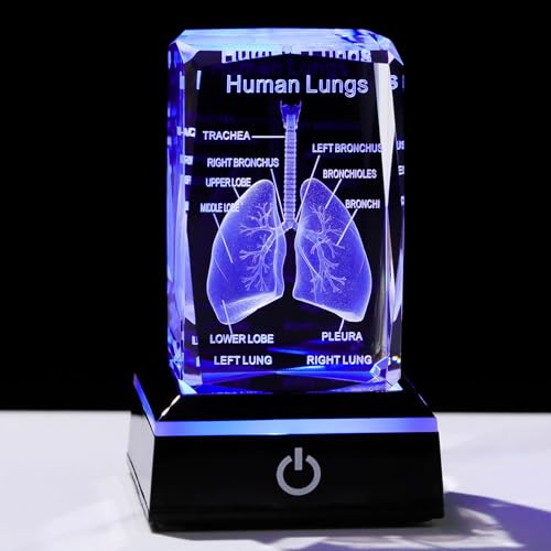 3D Human Lung Anatomy Figurine