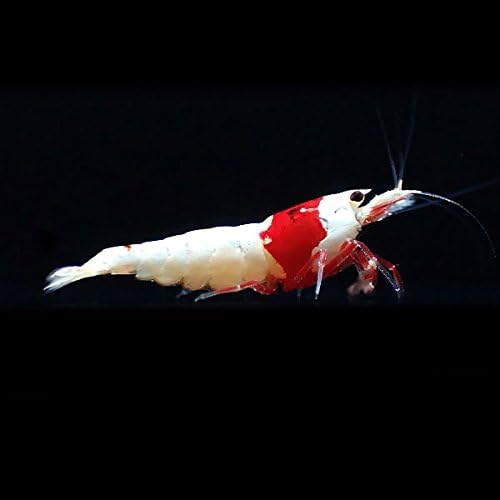 Amazon Beequest レッドビーシュリンプ モスラ 極みのssグレード １匹 飼料３品とフウの実１個付き 生体 Beequest 観賞魚 水中生物 通販