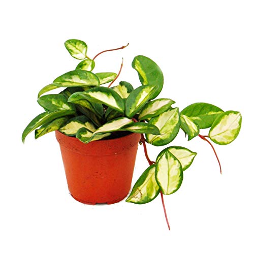 Indoor plant to hang - Hoya carnosa tricolor - porcelain flower - wax flower 12cm Cover