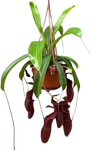 Nepenthes Planta Viva con Macetero Colgante Planta Natural