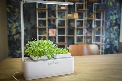 Odyseed - Potager d'Intérieur 100% Bio - Cultivez vos herbes aromatiques - Basilic Cannelle et Citron Inclus Odyseed - Potager d'Intérieur 100% Bio - Cultivez vos herbes aromatiques - Basilic Cannelle et Citron Inclus