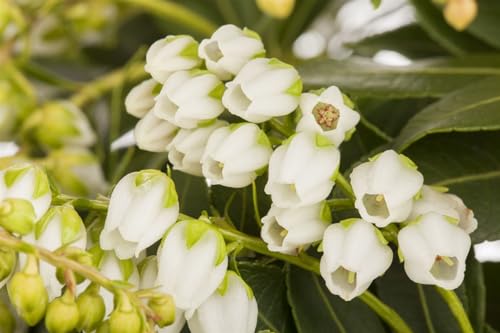 Pieris japonica 'Sarabande' 30-40 cm – Winterhart, Immergrün, Pflegeleicht – Japanische Lavendelheide – Zierstrauch für Garten & Kübel