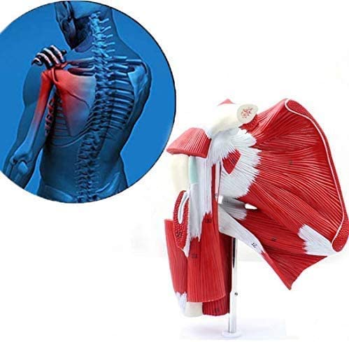 CMODEL Ausbildung 45 cm Unisex Human Torso Anatomisches Modell Büstenanatomie Anatomie Interne Organe Anatomisches Modell für den Unterricht, 23 abnehmbare Teile Cover