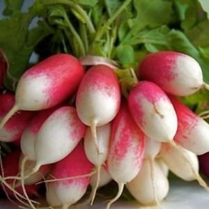 Golden Hills Farm® (AVG 500-1000) seeds Radish - French Breakfast seeds (B086215GFB) Amazon Price History, Amazon Price Tracker