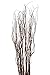 Green Floral Crafts Curly Willow Branches (Bunch of 8 Stems), 4-5Ft Tall, 3-Tone Brown & Caspia
