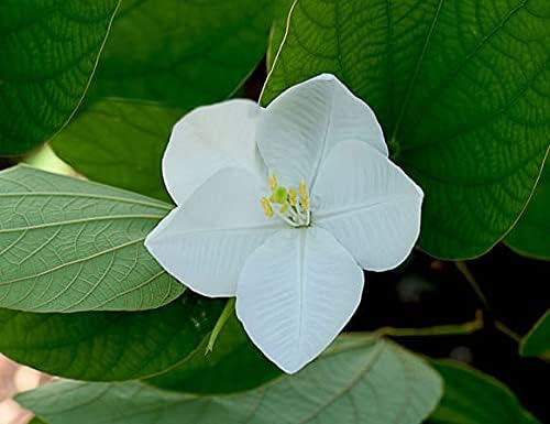 Miniatura 3 de Bauhinia acuminata  Enano  Orquídea blanca y nevada  5_Seeds