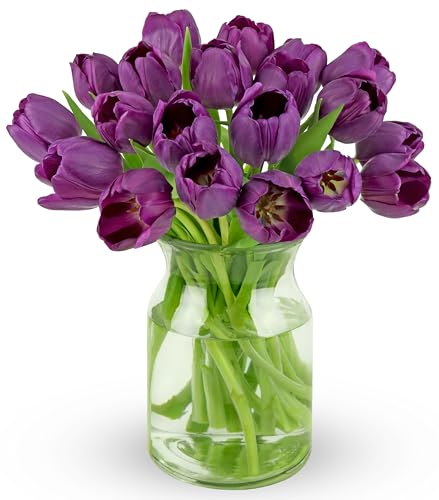 Image of Benchmark Bouquets - Purple Tulips - Fresh Flowers for Delivery - Mothers Day Gifts for Wife - Birthday Flowers for Women - Teacher Appreciation Gifts - Glass Vase Included (20 Stems)
