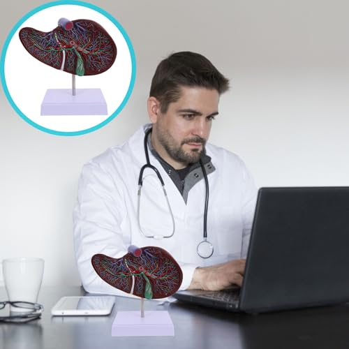 Hígado humano anatómico ARTIBETTER realista de plástico con soporte para exhibición didáctica 7