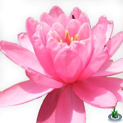 Live Water Lily Tuber Nymphaea Perry's Fire Opal Pink Red Hardy Aquatic Plants for Aquarium Freshwater Fish Pond Flower Garden - Thumbnail 5