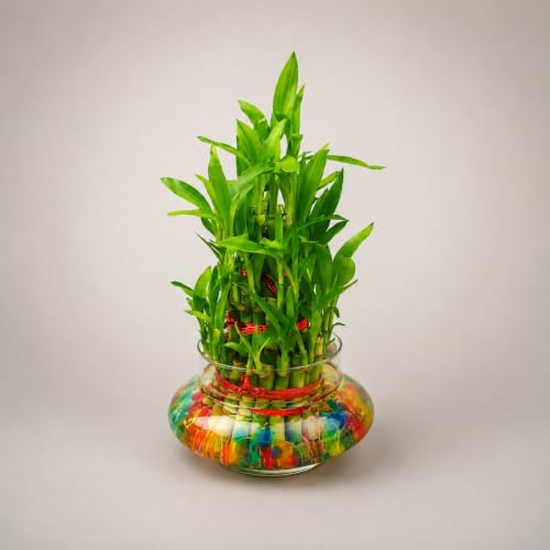 Image of Abana Homes 3 Layer Bamboo Live Plant With Glass Pot and Multicolour Jelly Beads | Natural Air Purifier Feng Shui Bonsai Plant for Indoor, Outdoor, Living Room, Office, Balcony, Home Decor and Gifting
