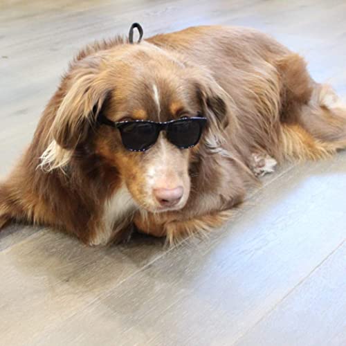 G006 Dog Pet 80s Costume Sunglasses Prop Photoshoot Medium Breeds 20-40 lbs (Black) - Image 2