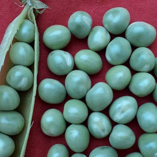 Variedades de arveja Obonuco Andina y Obonuco San Isidro