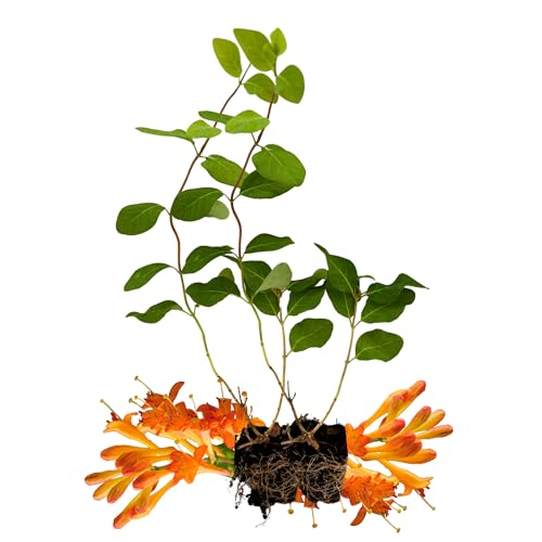 Bellawood Horticulture Set of 2 Live Trumpet Honeysuckle Plants, Native Perennial Vine, 5-9 Inches, Hummingbird Magnet, Set of 2
