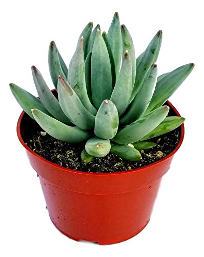 Fat Plants San Diego Succulent Plant(s) Fully Rooted in 4 inch Planter Pots with Soil - Real Live Potted Succulents/Unique Indoor Cactus Decor (1,