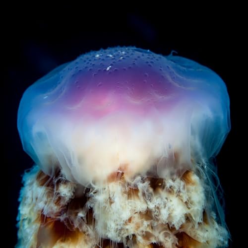 29. Swimming with jellyfish (and other invertebrates) – featuring marine scientist Dennis Gordon