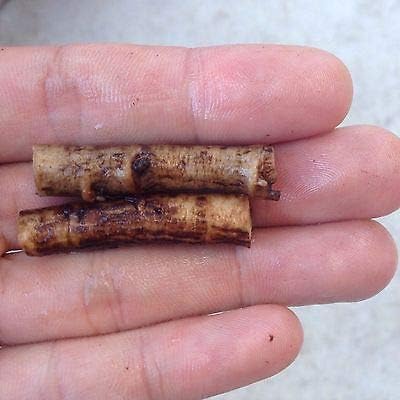 Miniatura 2 de Nombre del producto Consuelda rusa - 12 esquejes de raíz vivos - Bocking 4