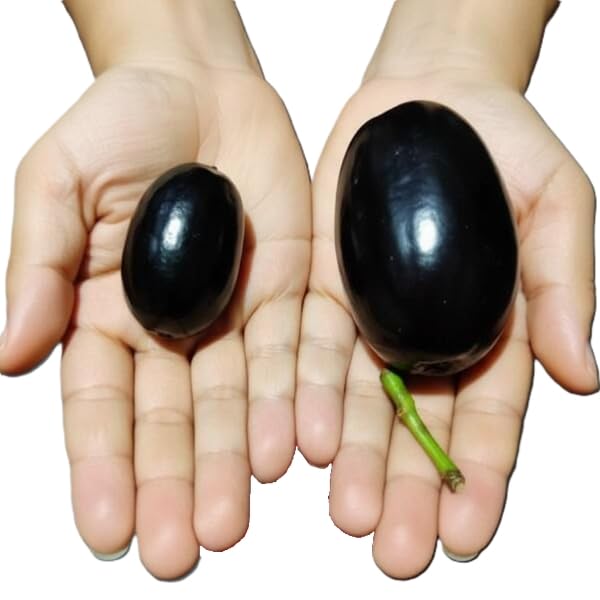 Hybrid KG10 Thai King Size Jamun Plant Pack of 1 | Kg 10 Jumbo Jam Grafted Live Plant, Thai Variety Black Jamun Fruit Tree for Home Garden Planting | KJ4-image-4