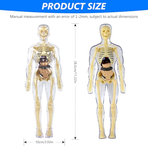 28,5cm Anatomie Modell, Mini Mensch Skelett Modell, Menschliches Körpermodell, 3D Human Body Torso Model für Medizinisches Lehren, Lernen, Bildung, Display, Geschenk