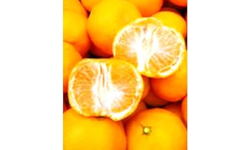 蜜柑家のおいしい石地ミカン約5kg 果物類 柑橘類 みかん フルーツ