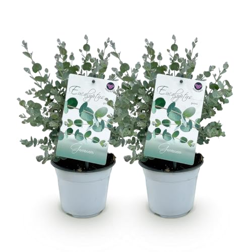 GreenboutiQ - Terrassenpflanze - Eukalyptusbaum - Eucalyptus gunni - Grau - 2 Pflanzen - Winterhart - Topf 14cm Höhe 30cm