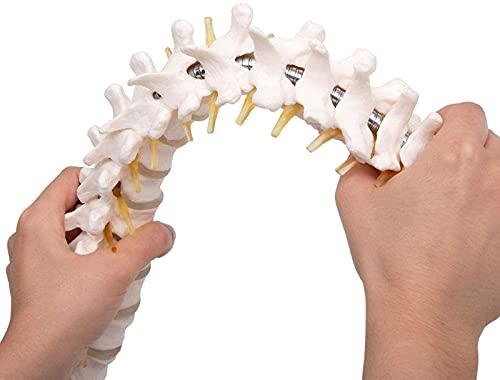 DHFUIH Modelo de Columna Vertebral Humana Flexible Un tamao Natural de la Columna Vertebral Presupuesto con Cuenca Macho y Placa Occipital