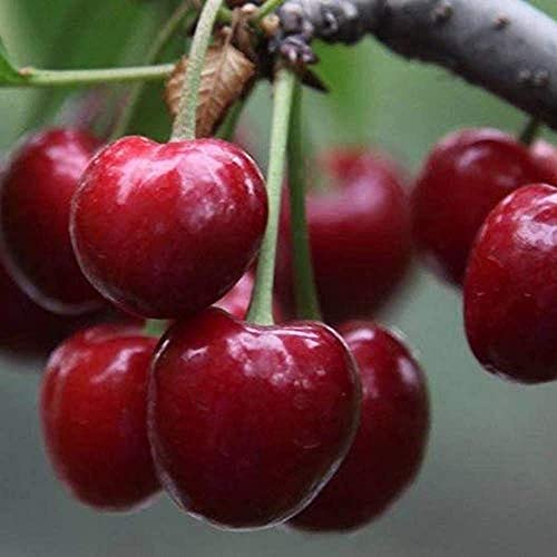 (Ciliegia Rossa) Semi Di Ciliegio - 20 Pezzi Semi Di Ciliegio Dolce Arbusto Prunus Cerasus Semi Di Ciliegio